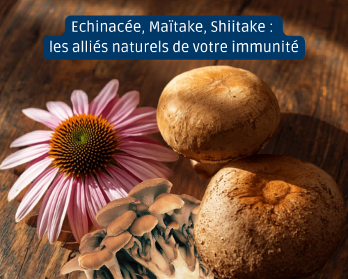 Echinacée, maïtake, shiitake